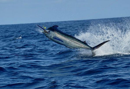 PacificBlueMarlin