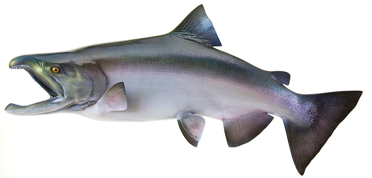 King Salmon-Male