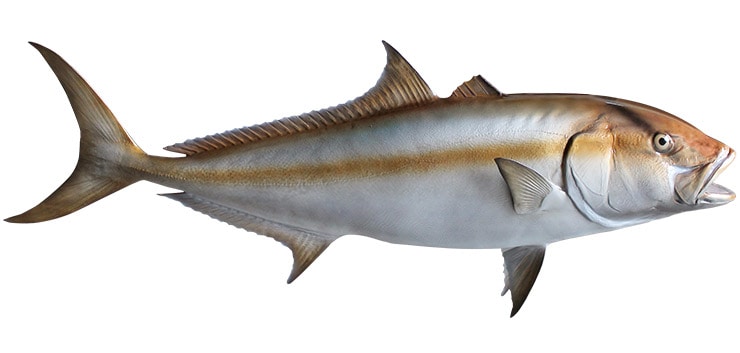 Greater Amberjack Gray Taxidermy