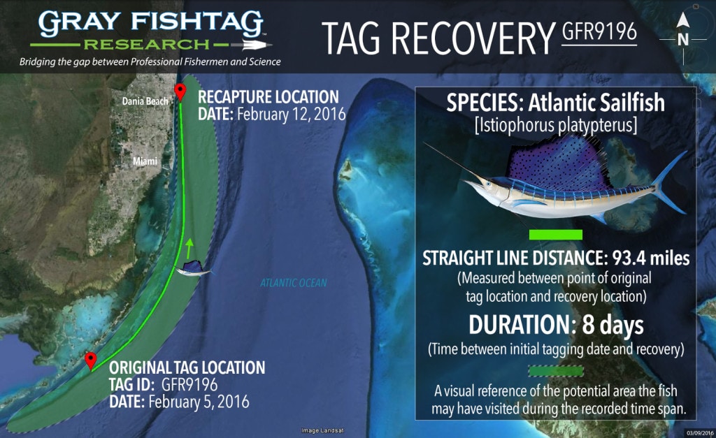 GFR9196-Atlantic-Sailfish-Recovery