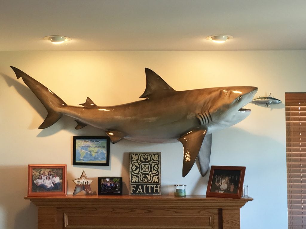 Dusky shark mount form Gray Taxidermy with grr tag certificate