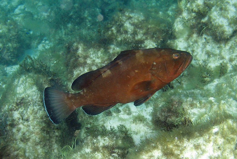 RedGrouper