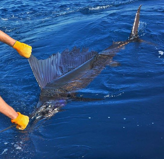 Billfish