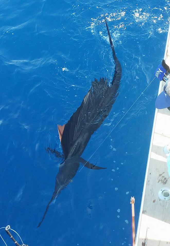 Sailfish--SeaFly Gray FishTag Research