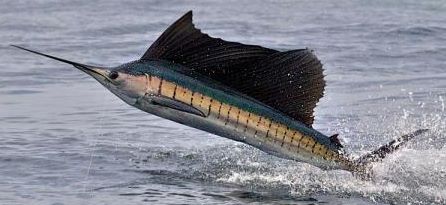 Sailfish