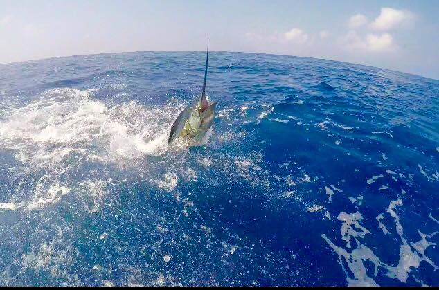Sailfish--Stock--317