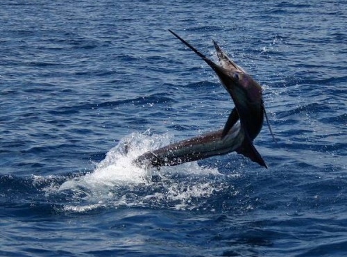 Sailfish Jump GrayFishTag Research