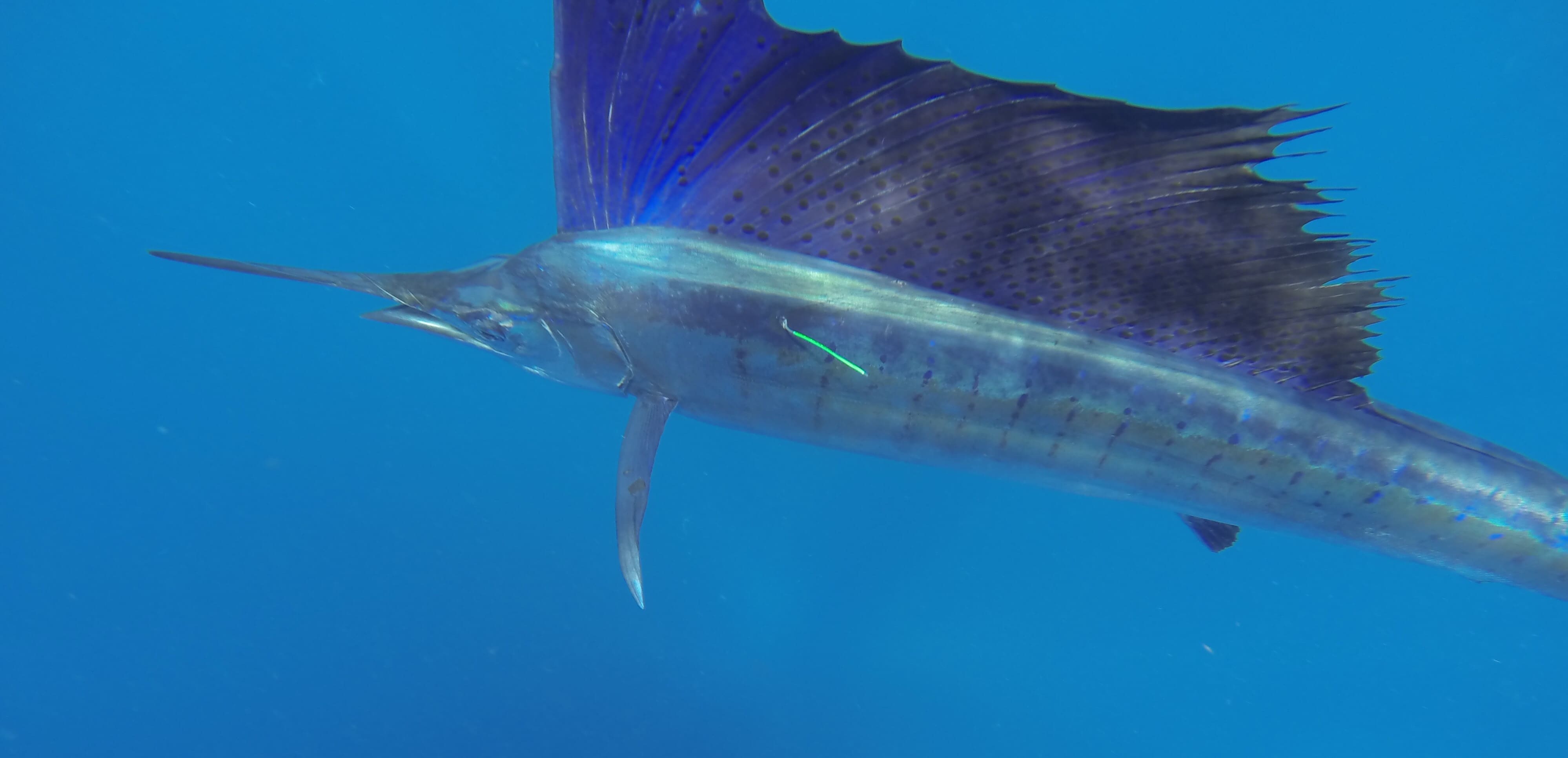 Sailfish-Gray FishTag Research