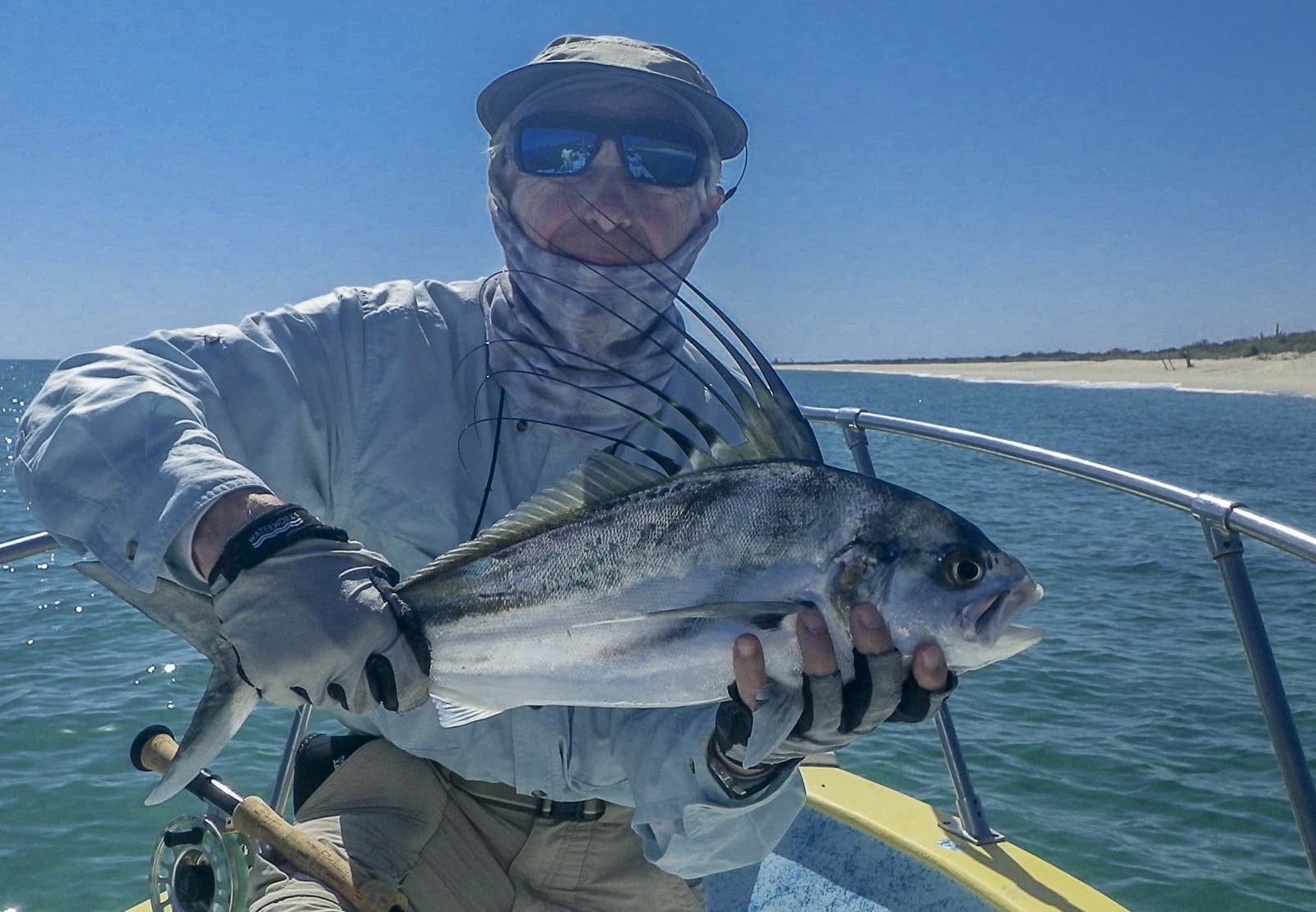 Rooster fish GrayFishTag Research