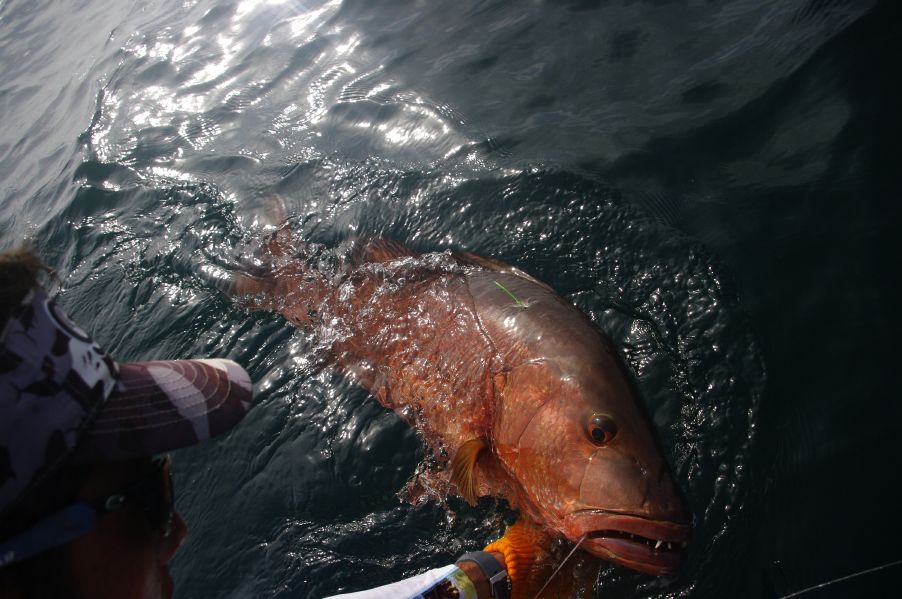 Cubera Snapper GrayFishTag Research