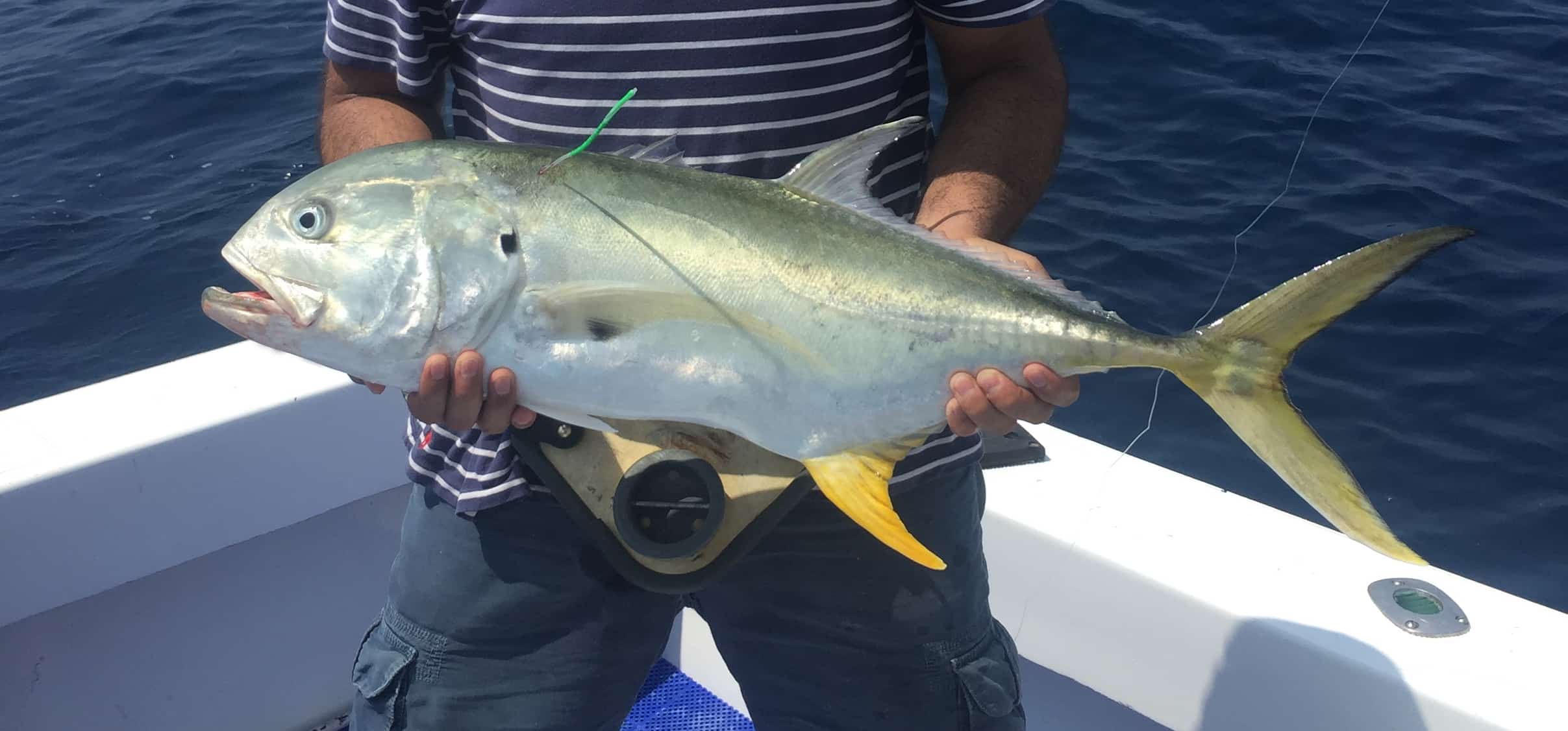 GFR Jack Crevalle