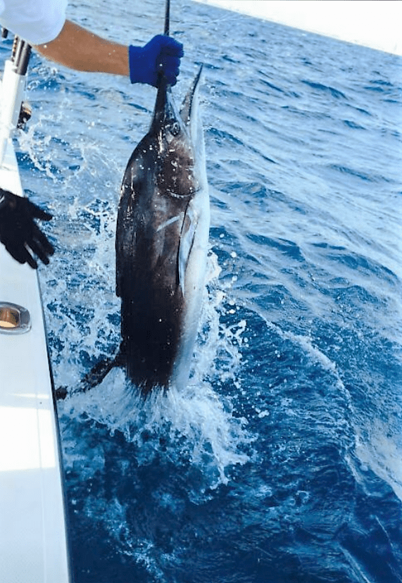 Sailfish