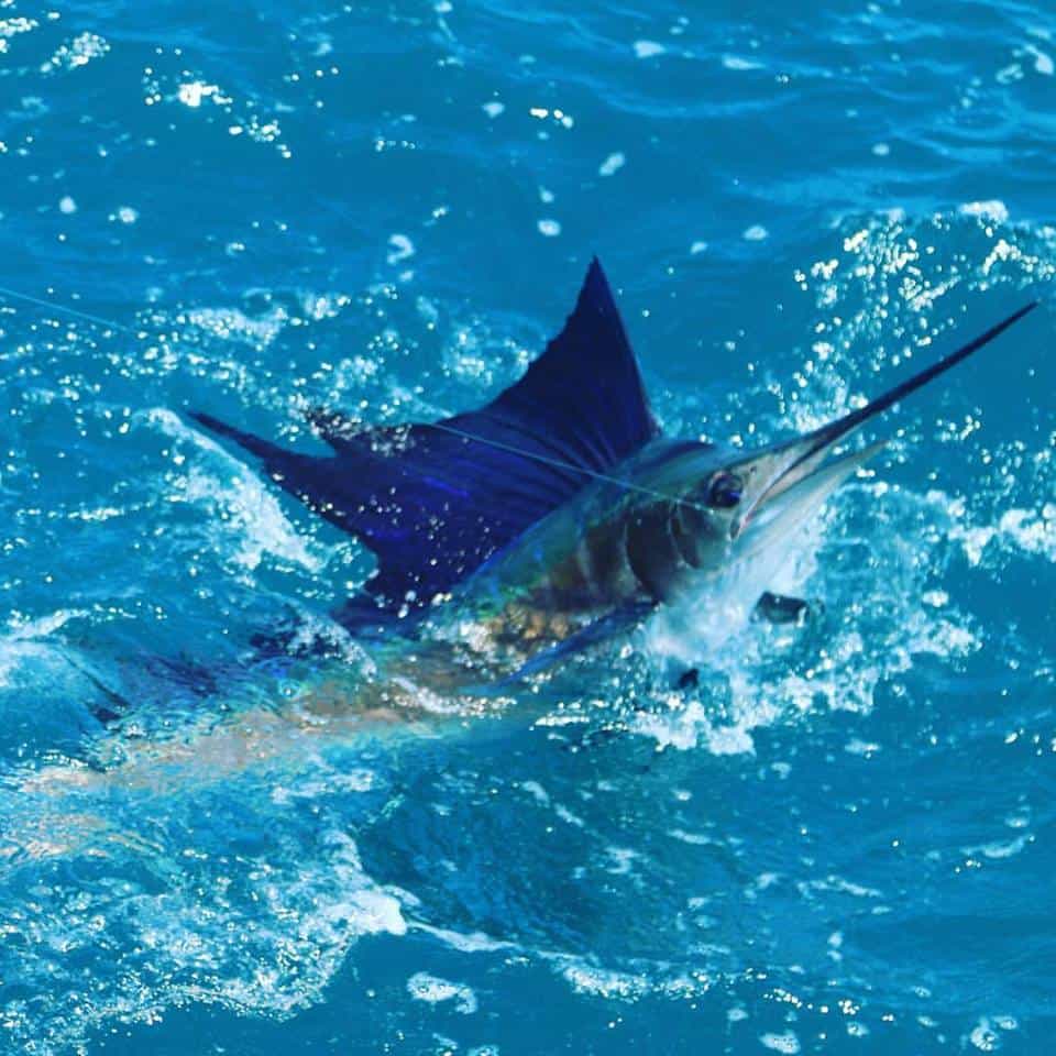 ladypamela-sailfish