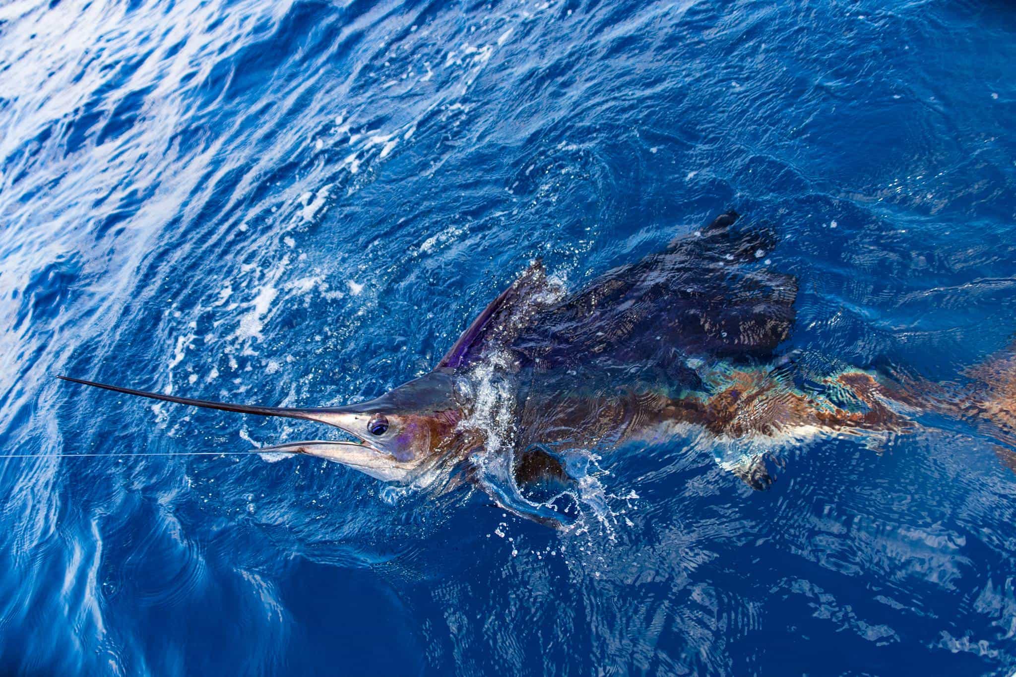 sailfish