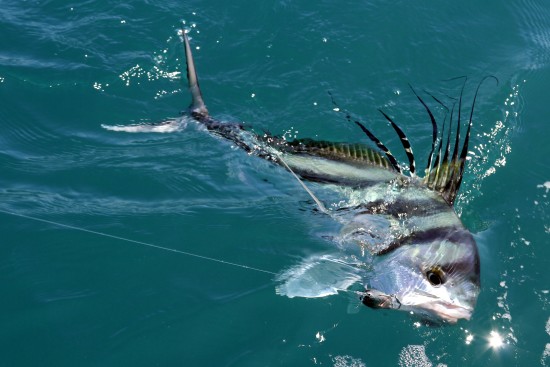 Roosterfish