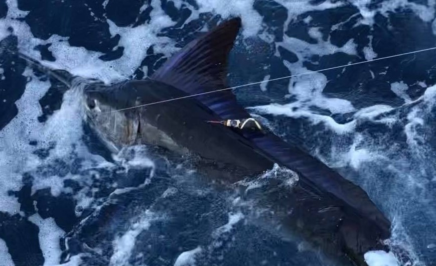 Striped Marlin Sat Tagged