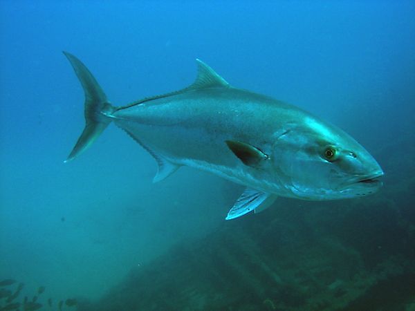 Golden Amberjack