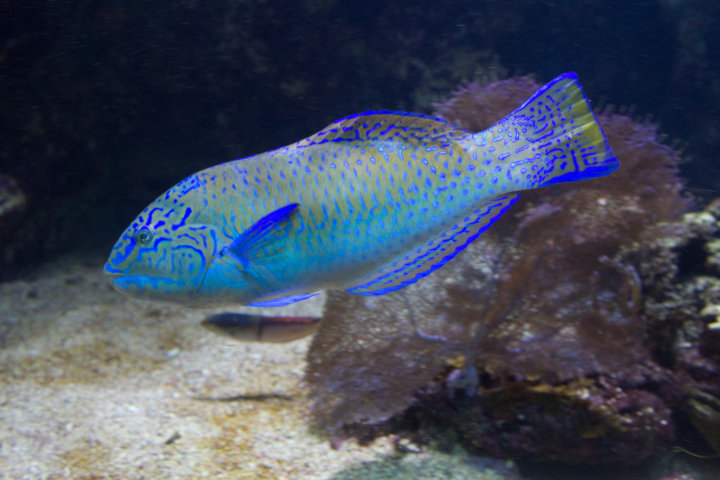 Puddingwife Wrasse Stock