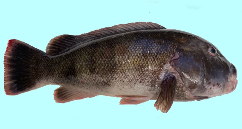 Tautog Stock