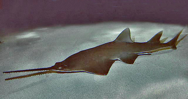 Small tooth sawfish stock